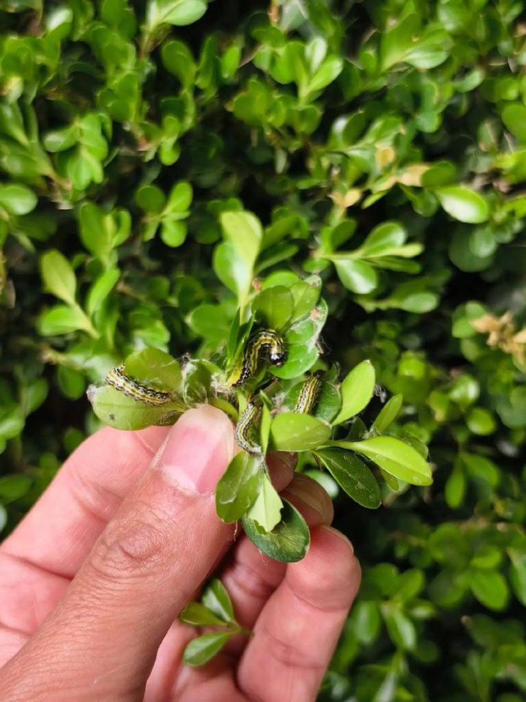 Box Tree Moth (Cydalima perspectalis)