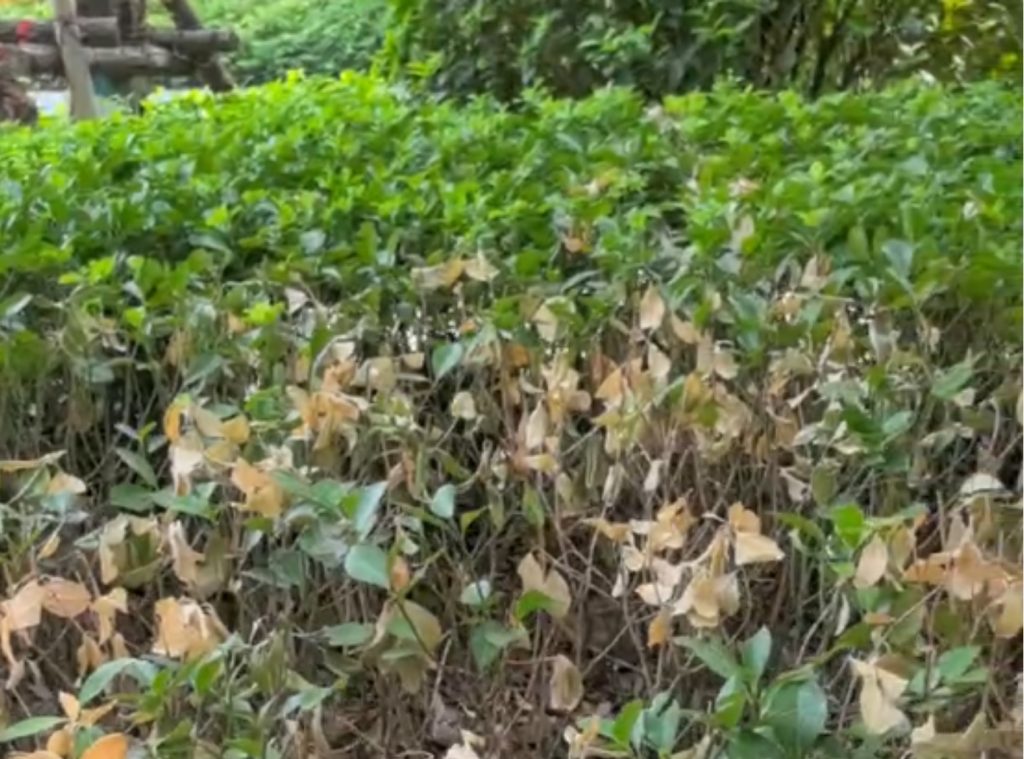 Boxwood Blight .jpg