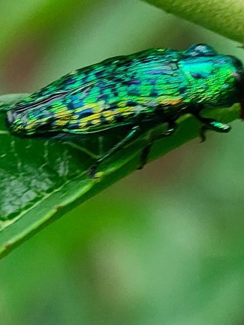 Boxwood Stem Borer (Agrilus species)