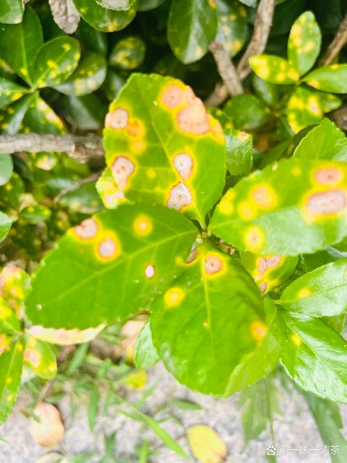 Foliar Diseases: Leaf Spot & Anthracnose
