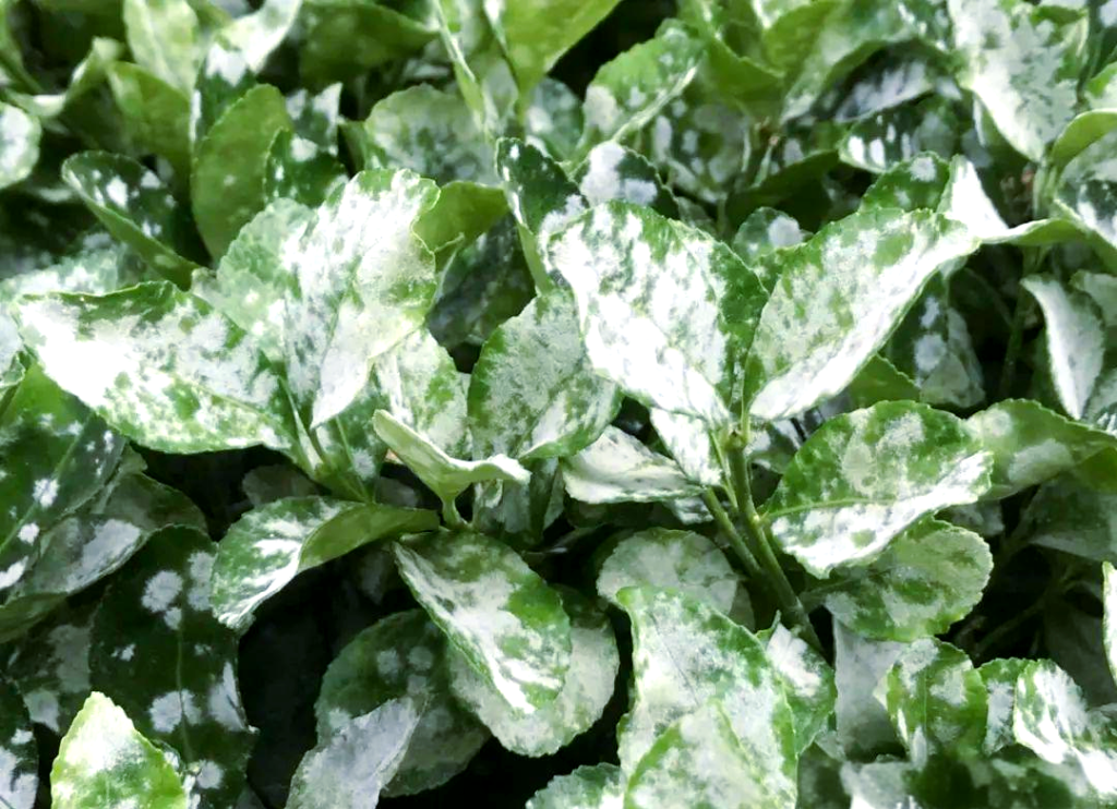 Powdery Mildew (Erysiphe buxi)